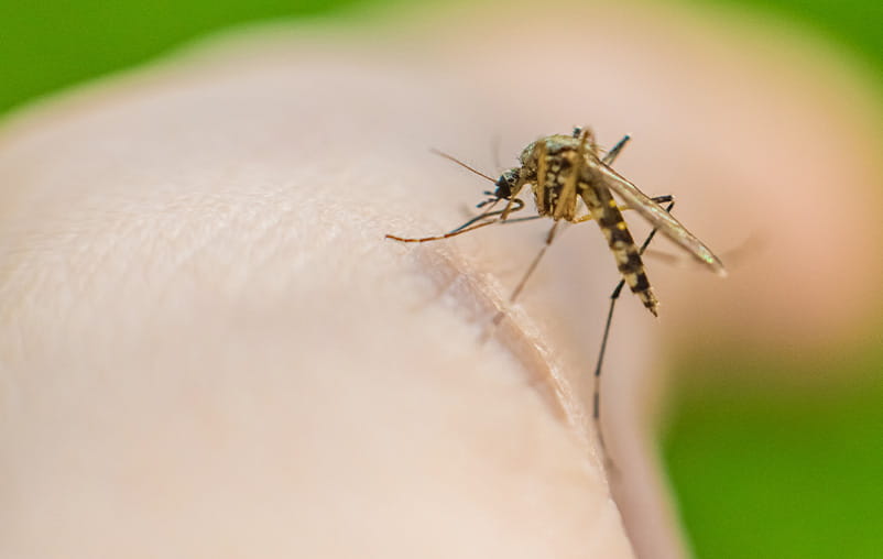 Close up of a mosquito on someone's arm.