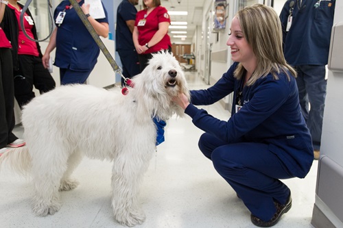 University Health staff member and Paws Up pet therapy dog