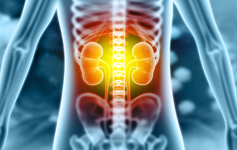 Illustration of kidneys